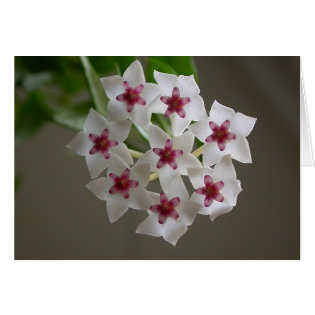 Hoya lanceolata ssp. bella (Vorderseite (Horizontal))