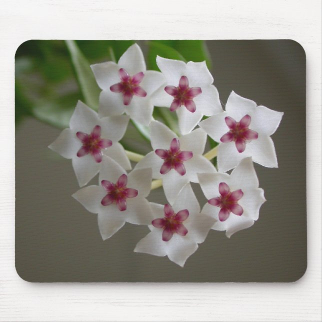 Hoya lanceolata ssp. Bella Mousepad (Vorne)