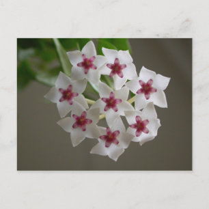Hoya lanceolata ssp. Bella Postkarte