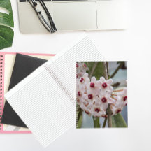 Hoya Pflanze Blume BlumenNotebook