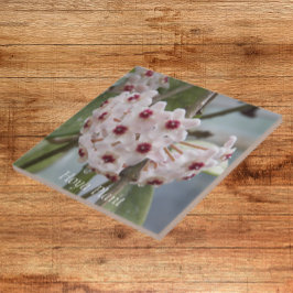 Hoya Pflanze Blume Floral Fliese