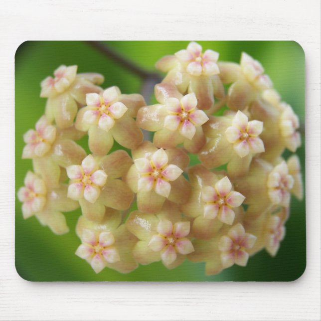 Hoya samoensis Mousepad (Vorne)
