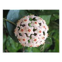 Hoya-Wachsplfanze Globe Rot-Weiße Sterne Natur