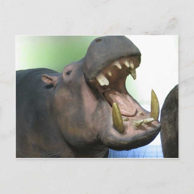 Hppo Postkarte (Vorderseite)