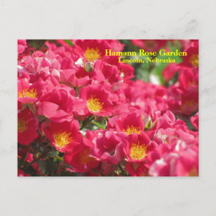 HRG Carefree Spirit Rose Postcard #315n 0315 Postkarte