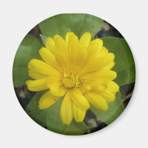 Hright Yellow Marigold Magnet
