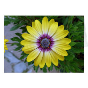 Hübsch als Sonnenschein