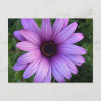 Hübsch Aster Blume Postkarte