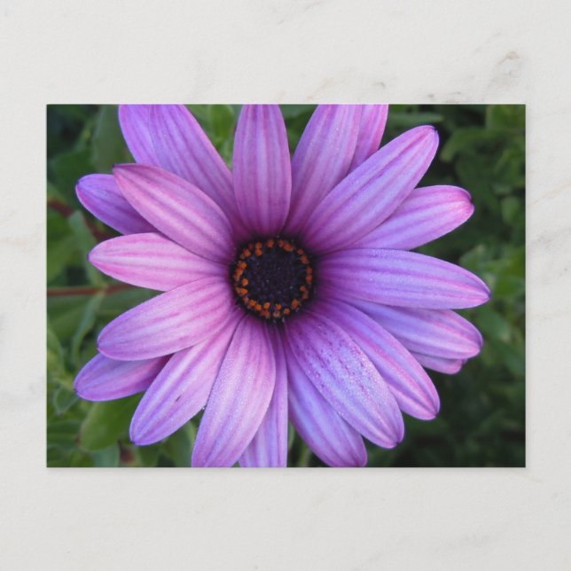 Hübsch Aster Blume Postkarte (Vorderseite)