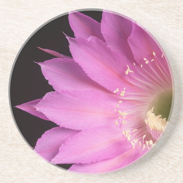 Hübsch auf der rosa Piazza Getränkeuntersetzer (Vorne)