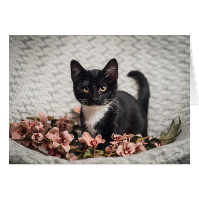 Hübsch-Bella-Rose (Vorderseite (Horizontal))