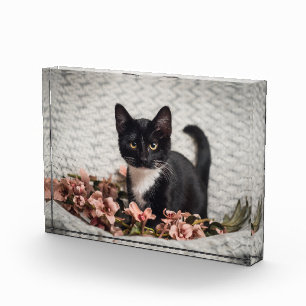 Hübsch-Bella-Rose Fotoblock