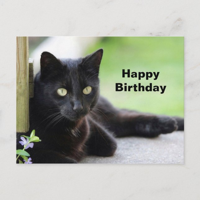 Hübsch Black Cat Foto Geburtstag Postkarte (Vorderseite)