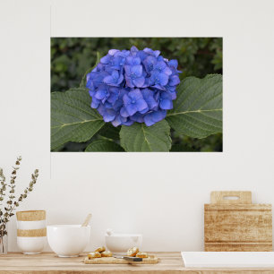 Hübsch Blue Hydrangea Poster