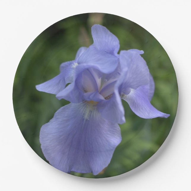 Hübsch Blue Periwinkle Iris Blume Pappteller (Vorderseite)