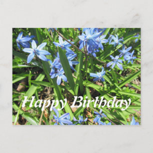 Hübsch Blue Scilla Blume Foto Geburtstag Postkarte