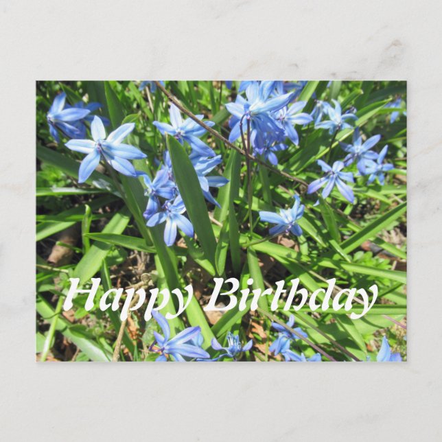 Hübsch Blue Scilla Blume Foto Geburtstag Postkarte (Vorderseite)