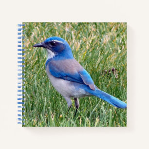 Hübsch Blue Scrub Jay Bird Foto Notizbuch