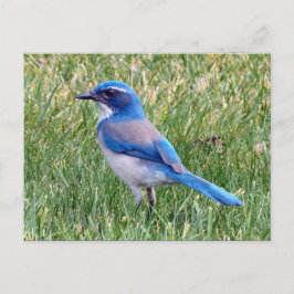 Hübsch Blue Scrub Jay Bird Foto Postkarte