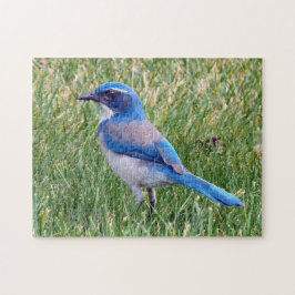 Hübsch Blue Scrub Jay Bird Foto Puzzle