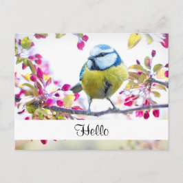 Hübsch Blue & Yellow Bird auf einer Zweigstelle Ha Postkarte