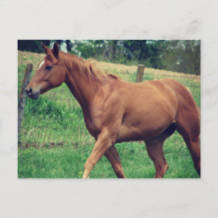 Hübsch Boy, Schottland Postkarte