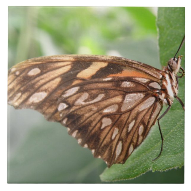 Hübsch Brown Butterfly Tile Fliese (Vorderseite)