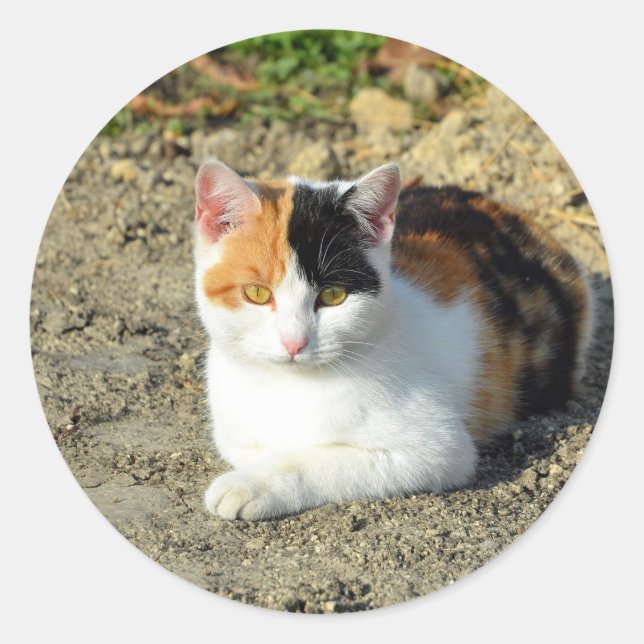 Hübsch Calico Cat Foto Runder Aufkleber (Vorderseite)