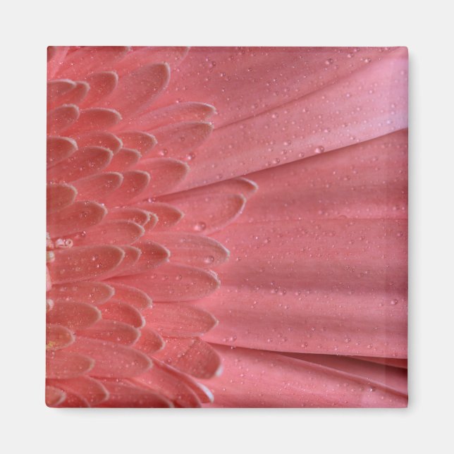 Hübsch Coral Pink Gerbera Daisy Magnet (Vorne)