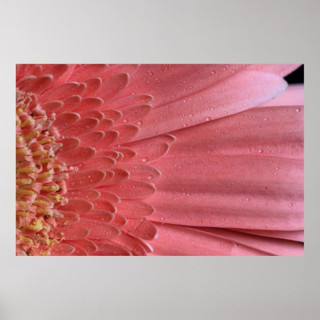 Hübsch Coral Pink Gerbera Daisy Poster (Vorne)