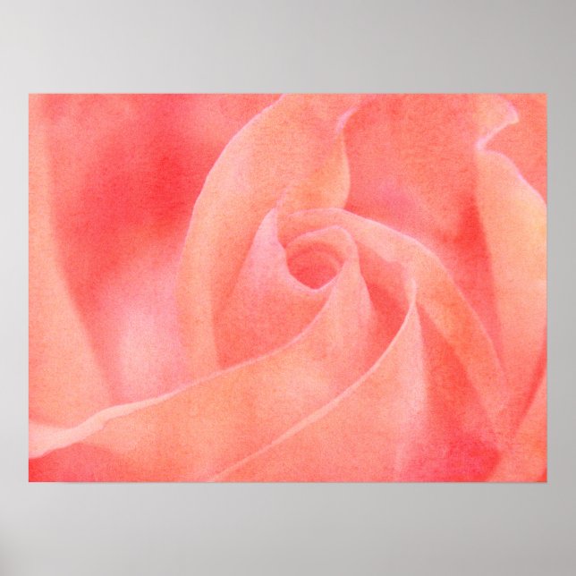 Hübsch Coral Pink Rose Blumenfotografie Poster (Vorne)