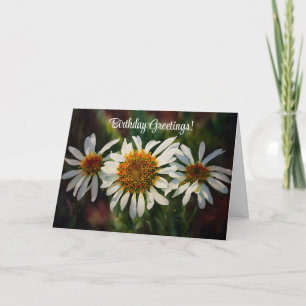 Hübsch Daisy Blume Daisies Geburtstagskarte Karte