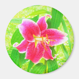 Hübsch Deep Pink Stargazer Liuon on Lime Green Magnet