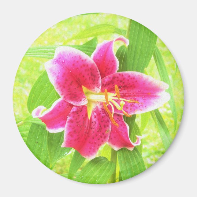Hübsch Deep Pink Stargazer Liuon on Lime Green Magnet (Vorne)