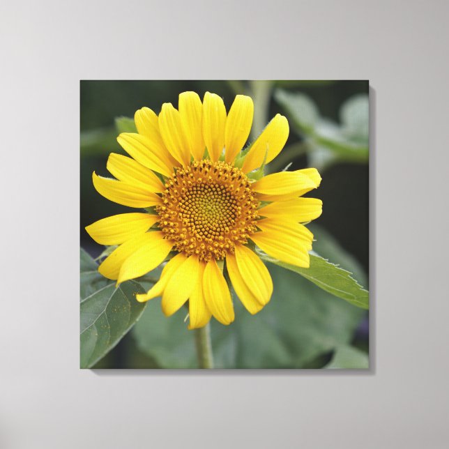 Hübsch Gelbe Sonnenblume 24" x 24" Leinwanddruck (Vorderseite)