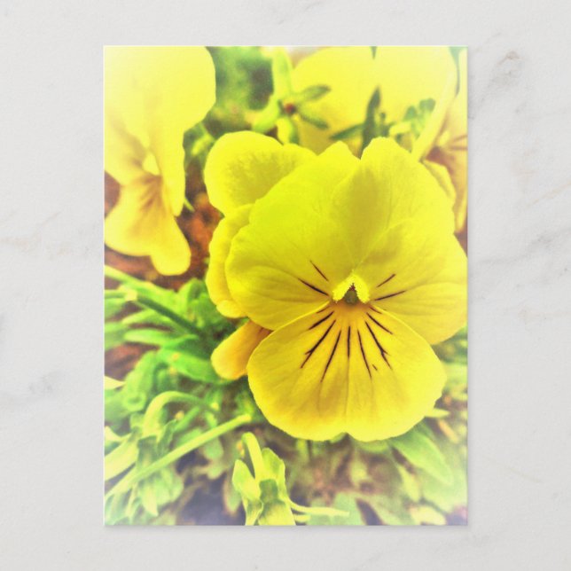 Hübsch Gelbe Stiefmütterchen Pansy Blume Sonniger  Postkarte (Vorderseite)