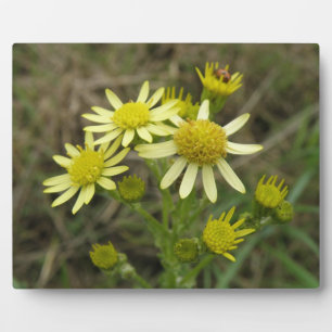 Hübsch Gelbe Wildblumen Plaque Fotoplatte