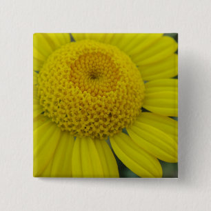 Hübsch-Gelbmarguerit Button