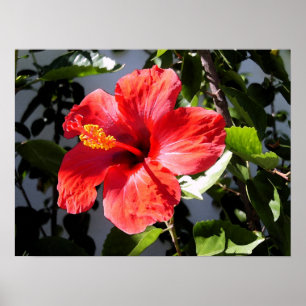 Hübsch Hibiskus Poster