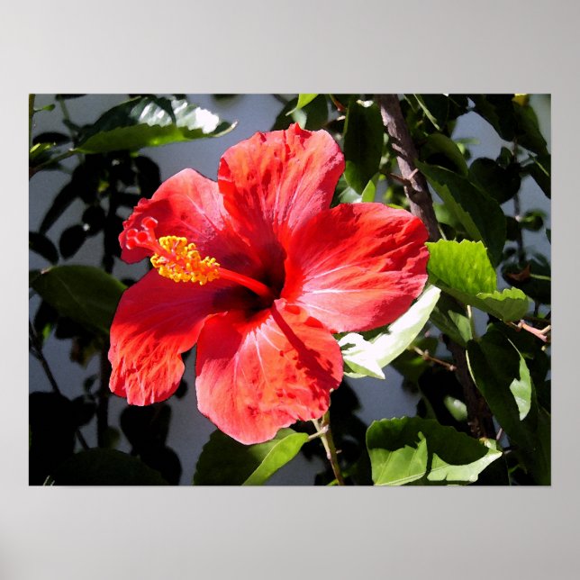 Hübsch Hibiskus Poster (Vorne)