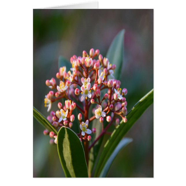 Hübsch im Frühjahr (Vorne)