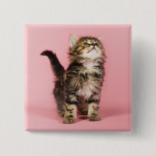 Hübsch im rosa Kätzchen Button