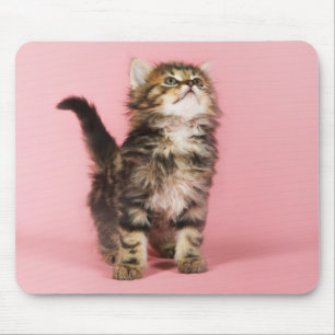 Hübsch im rosa Kätzchen Mousepad
