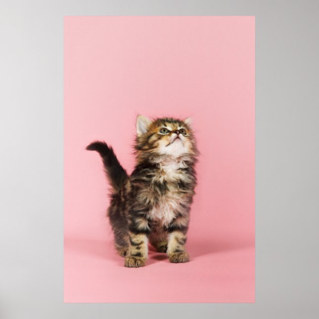 Hübsch in Pink Kitten Poster (Vorne)
