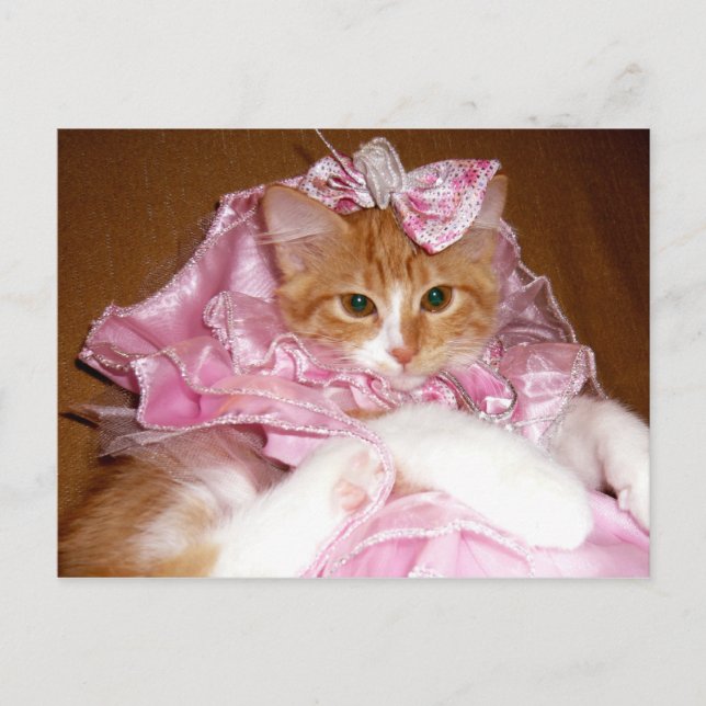 Hübsch in Pink Kitten Postkarte (Vorderseite)