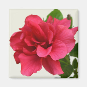 Hübsch in Pink - Magnet