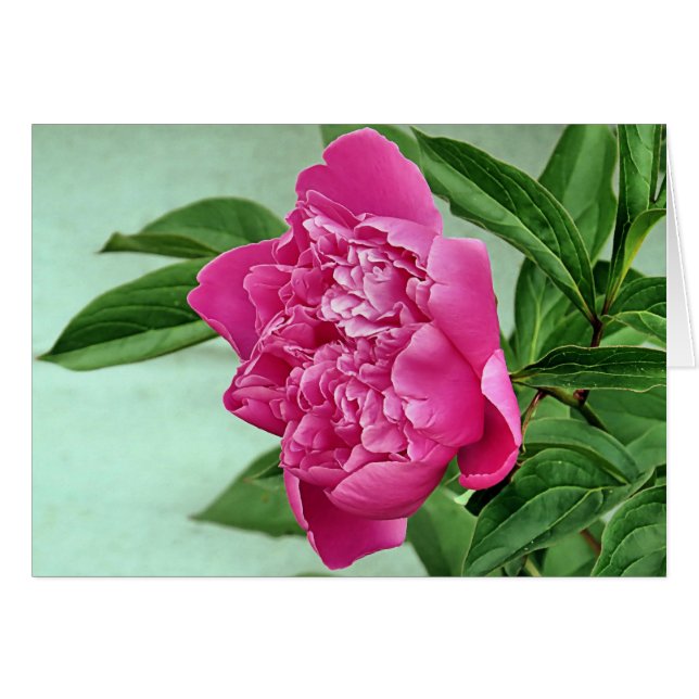 Hübsch in Pink Peony (Vorderseite (Horizontal))