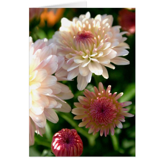 Hübsch in rosa (Vorne)