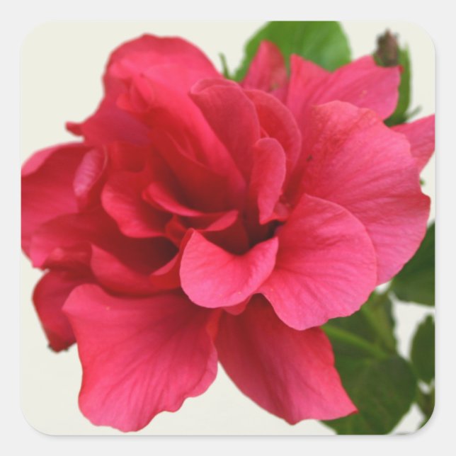 Hübsch in Rosa - Aufkleber (Vorderseite)