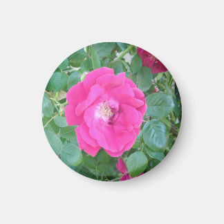 Hübsch in rosa Blume Magnet